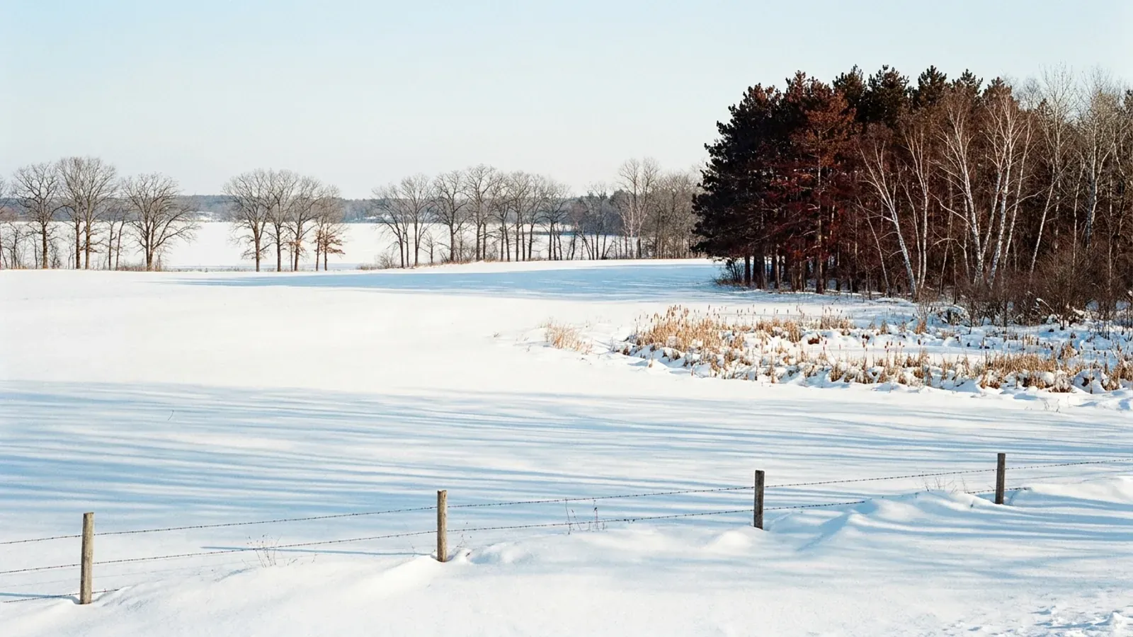 Snow-covered open ground in the outer Twin Cities ring in winter, with bare trees along the far side, a stand of pines and birches and a fence line half buried in snow.