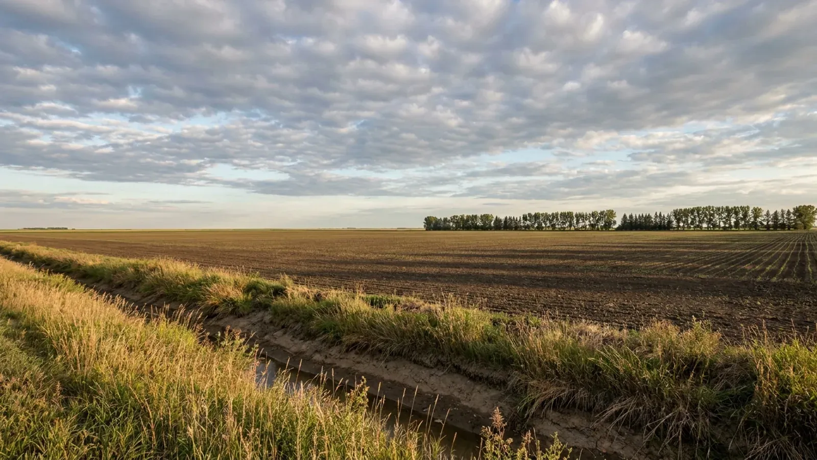 Dead-flat Red River Valley farmland in northwestern Minnesota, a dark tilled field running to a straight horizon, a distant shelterbelt and a grassy drainage ditch in the foreground.